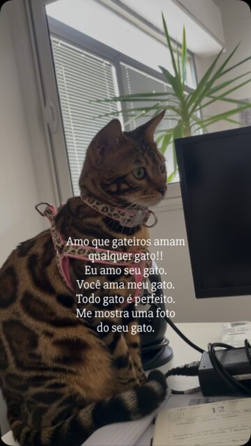 A saudade aqui bateu 🩷
.
#trend #trendinstagram #catlovers #gateiros #viralreel